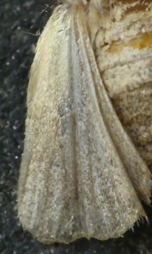 Hoplodrina ambigua